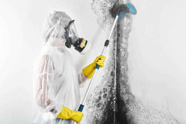 Professional Mold Removal in Hobart, OK